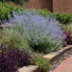 Russian Sage -Nature Garden Store Russian Sage 1 FGT