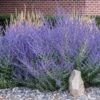 Russian Sage 2 Russian Sage -Nature Garden Store Russian Sage FGT 600x600 023a0d31 7e5f 4c96 acc7 f16146bbb30f