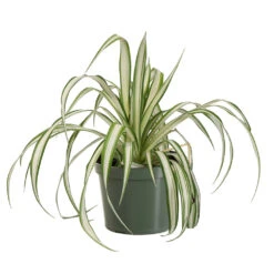 Spider Plant -Nature Garden Store SPI PLA1