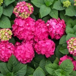 Endless Summer® Summer Crush® Hydrangea -Nature Garden Store SUmmer Crush Endless SUmmer Hydrangea 11 FGT