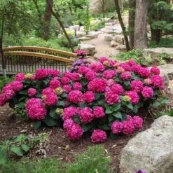Endless Summer® Summer Crush® Hydrangea -Nature Garden Store SUmmer Crush Endless SUmmer Hydrangea 3 FGYT