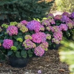 Endless Summer® Summer Crush® Hydrangea -Nature Garden Store SUmmer Crush Endless SUmmer Hydrangea 9 FGT
