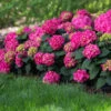 Endless Summer® Summer Crush® Hydrangea 1 Endless Summer® Summer Crush® Hydrangea -Nature Garden Store SUmmer Crush Endless SUmmer Hydrangea FGT 600x600 0b6c1771 f284 47de aec9 fd3a74118d9a