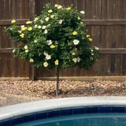 Sunny Knock Out® Rose Tree 8 Sunny Knock Out® Rose Tree -Nature Garden Store SUnny knockout Rose Tree 3