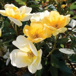 Sunny Knock Out® Rose Tree 9 Sunny Knock Out® Rose Tree -Nature Garden Store SUnny knockout Rose Tree 4 FGT