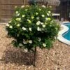 Sunny Knock Out® Rose Tree -Nature Garden Store SUnny knockout Rose Tree FGT 600x600 e7cea815 3cdf 4b5d 992e 2a43e91401b3