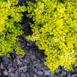 Sunshine Ligustrum Shrub -Nature Garden Store SUnshine Ligustrum 2 FGT