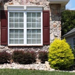 Sunshine Ligustrum Shrub -Nature Garden Store SUnshine Ligustrum 5