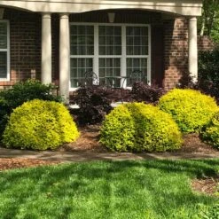 Sunshine Ligustrum Shrub -Nature Garden Store SUnshine Ligustrum 7 e9be5f8f a606 4495 ac32 d8f61b2e15c7