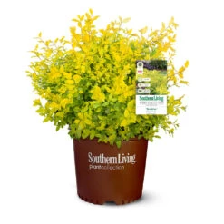 Sunshine Ligustrum Shrub -Nature Garden Store SUnshine Ligustrum 9