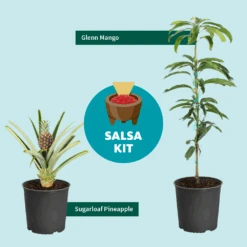 Sugarloaf Pineapple Plant -Nature Garden Store Salsa Kit Graphic 6c76dae2 528b 42b5 ba01 cf2c5208bd17