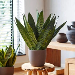 New Apartment House Plant Kit -Nature Garden Store Sansevieria Zeylandica 2 b962a2c6 7794 4c00 bcc0 44626111a514