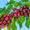Santina™ Cherry Tree -Nature Garden Store Santina Cherry 600x600 caf47b44 ecab 4d2e 9c6e e460add718f8