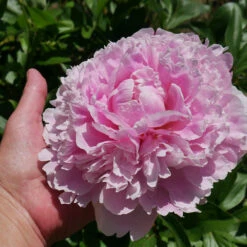 Sarah Bernhardt Peony -Nature Garden Store Sarah Bernhardt Peony 2