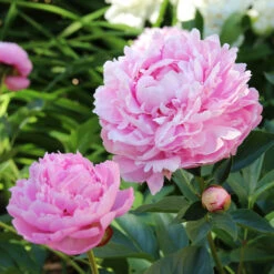 Sarah Bernhardt Peony -Nature Garden Store Sarah Bernhardt Peony 5 FGT