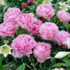 Sarah Bernhardt Peony -Nature Garden Store Sarah Bernhardt Peony FGT 600x600 e70c2647 9848 4dc7 b9ab 381a2413ee08
