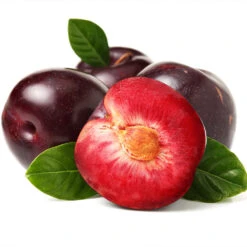 Satsuma Plum Tree 9 Satsuma Plum Tree -Nature Garden Store Satsuma Plum 2