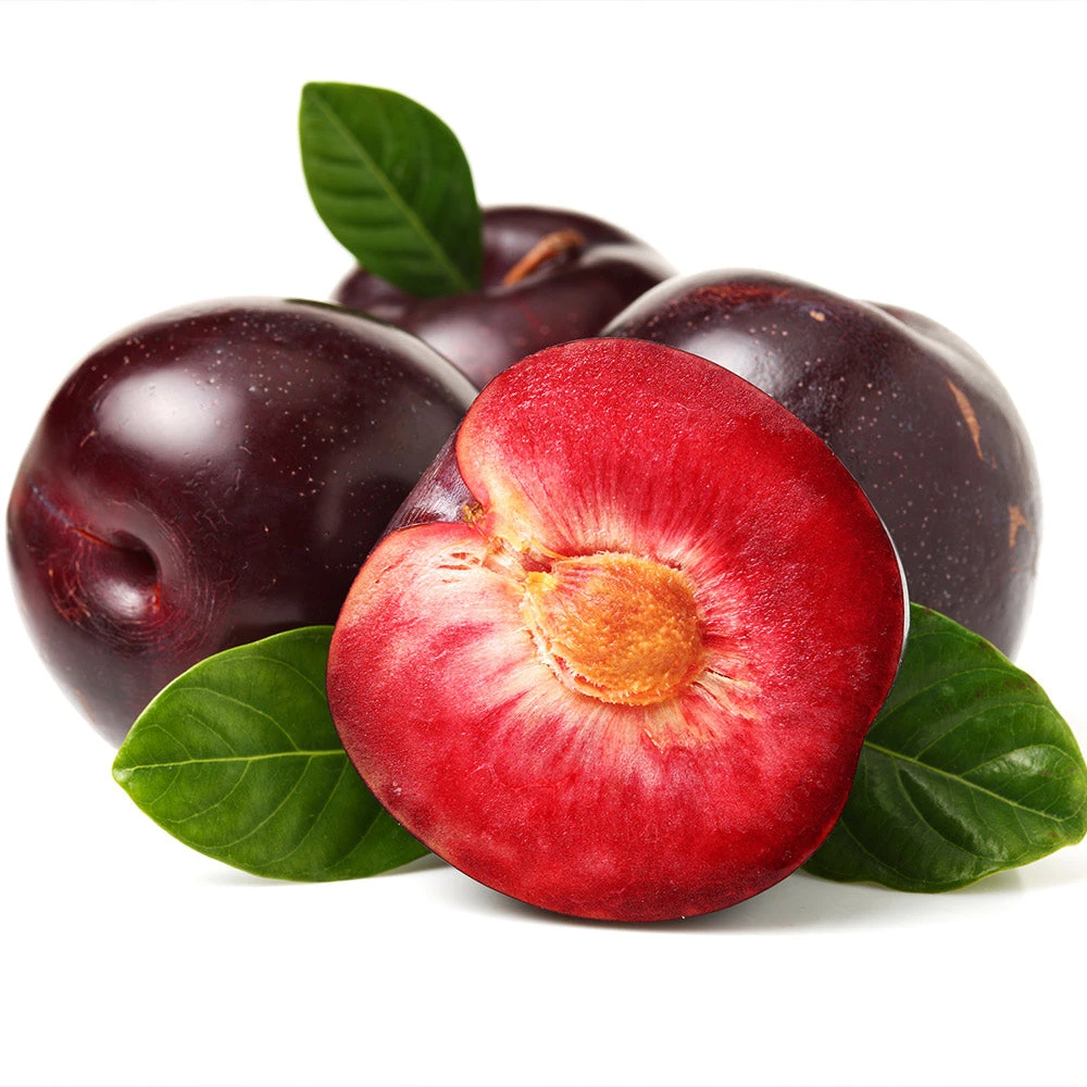 Satsuma Plum Tree 4 Satsuma Plum Tree - Image 3