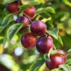 Satsuma Plum Tree 1 Satsuma Plum Tree -Nature Garden Store Satsuma Plum 600x600 ac1fa119 665e 4703 805a ba2b5c7c1b8d