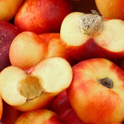 Donut Saturn Peach Tree -Nature Garden Store Saturn Peach Tree 1 c5562afa 6180 4bc9 93b7 f9f53b5d2cd0