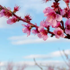 Donut Saturn Peach Tree -Nature Garden Store Saturn Peach Tree 4 19c82b04 5fc8 4f38 9ffb 3e59ae0ee35b