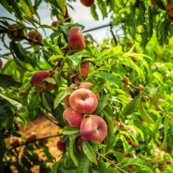 Saturn Peach Tree 10 Saturn Peach Tree -Nature Garden Store Saturn Peach Tree 5