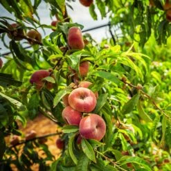 Donut Saturn Peach Tree -Nature Garden Store Saturn Peach Tree 5 21ea4320 798c 41bd 932e b7297febbf6c