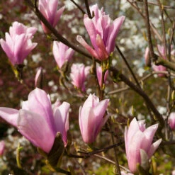 Saucer Magnolia Tree -Nature Garden Store Saucer Magnolia 2 FGT