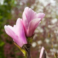 Saucer Magnolia Tree -Nature Garden Store Saucer Magnolia 3