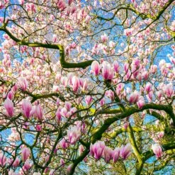 Saucer Magnolia Tree -Nature Garden Store Saucer Magnolia 6
