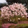 Saucer Magnolia Tree -Nature Garden Store Saucer Magnolia FGT 600x600 e0f2a976 c093 4234 9194 f097ff35a12b
