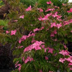 Scarlet Fire® Dogwood Tree -Nature Garden Store Scarlett Fire 1