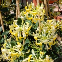 'Scentsation' Honeysuckle Vine -Nature Garden Store Scentsation Honeysuckle 1