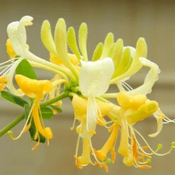 'Scentsation' Honeysuckle Vine -Nature Garden Store Scentsation Honeysuckle 4