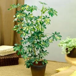 Sunset Hues House Plant Kit -Nature Garden Store Schefflera Trinette 1 8e92dc51 dc29 482e 9d14 119cf31a7b14