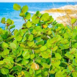 Sea Grape Bush -Nature Garden Store Sea Gape 1