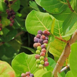Sea Grape Bush -Nature Garden Store Sea Gape 2