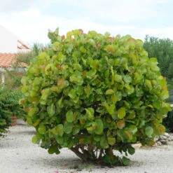 Sea Grape Bush -Nature Garden Store Sea Gape 7