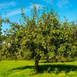 Seckel Pear Tree -Nature Garden Store Seckel Pear 1