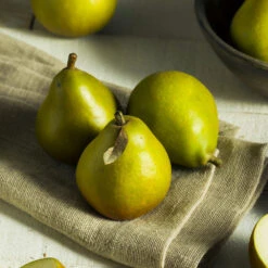 Seckel Pear Tree -Nature Garden Store Seckel Pear 5