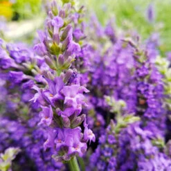 Sensational™ Lavender Plant -Nature Garden Store Sensational Lavender 10
