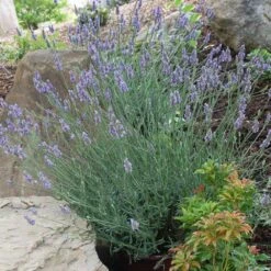 Sensational™ Lavender Plant -Nature Garden Store Sensational Lavender 11