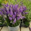 Sensationalâ„¢ Lavender Plant 2 Sensationalâ„¢ Lavender Plant -Nature Garden Store Sensational Lavender 600x600 5b5ad5ce 84f6 418c 844c 43c327506630