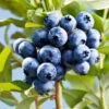Sharpblue Blueberry Bush -Nature Garden Store Sharpblue Blueberry 600x600 3abc7315 809e 49fc ba9e ba9700ad2e0f