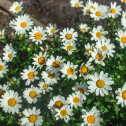 Becky Shasta Daisy -Nature Garden Store Shasta Daisy Becky 2 FGT