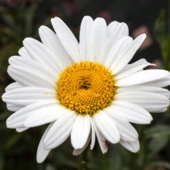 Becky Shasta Daisy -Nature Garden Store Shasta Daisy Becky 4 FGT