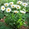Becky Shasta Daisy -Nature Garden Store Shasta Daisy Becky FGT 600x600 af50740b a8bf 4b03 8b4a 7a56d70a6be3