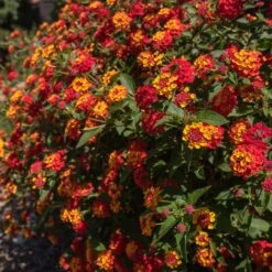 Shazam Lantana -Nature Garden Store Shazam Lantana 2