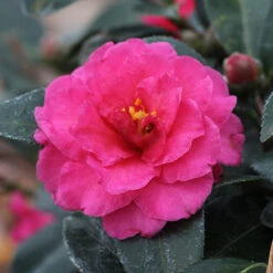 Camellia 'Shi-Shi Gashira' Shrub 10 Camellia 'Shi-Shi Gashira' Shrub -Nature Garden Store ShiSHi Gashira Camellia 3 FGT