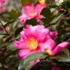 Camellia 'Shi-Shi Gashira' Shrub 2 Camellia 'Shi-Shi Gashira' Shrub -Nature Garden Store ShiSHi Gashira Camellia FGT 600x600 bafe4450 79ed 4016 84c6 d7fcb64225e8